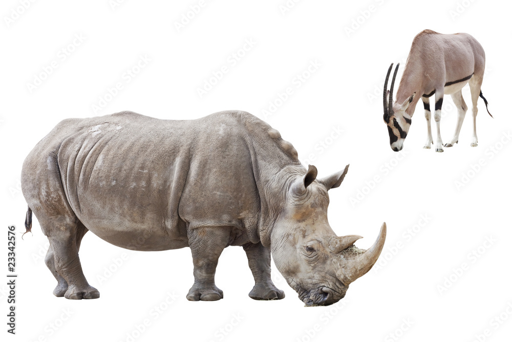 Obraz premium rhinocéros et antilope