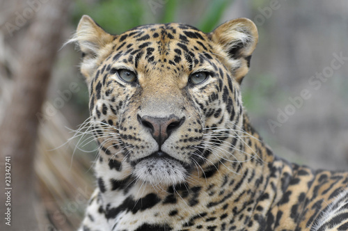 Portrait de face d'une panthère -Panthera pardus-