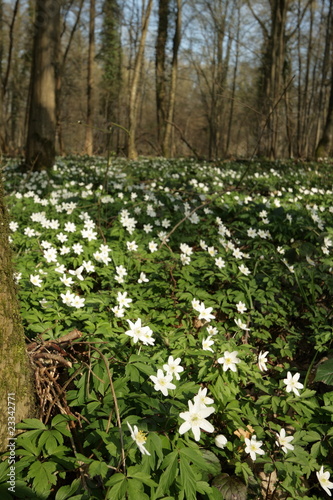 Tapis d'anémone des bois au printemps,Aisne