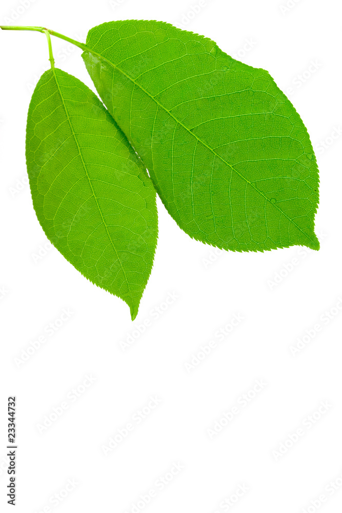 Fototapeta premium green wet leaves