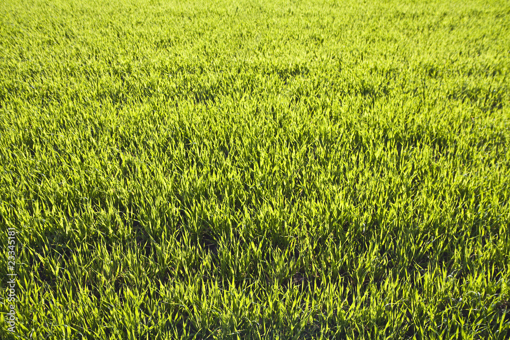 Green grass background Green grass background