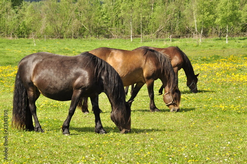 Thre horse in field