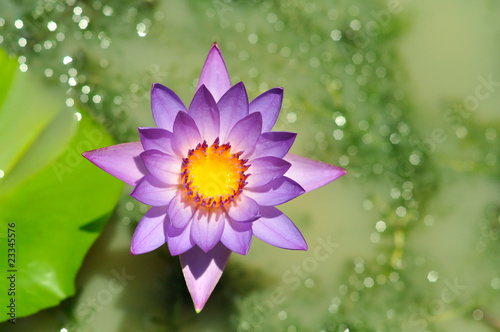 Lotus