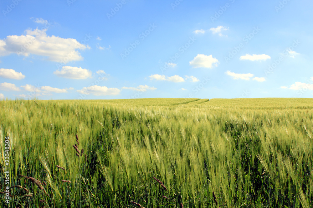 corn field and cloudy blue sky