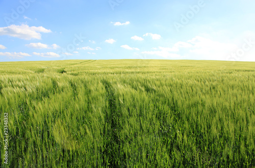 corn field and cloudy blue sky