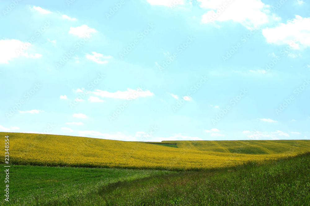 rape field blue sky white clouds rape field blue sky white clouds