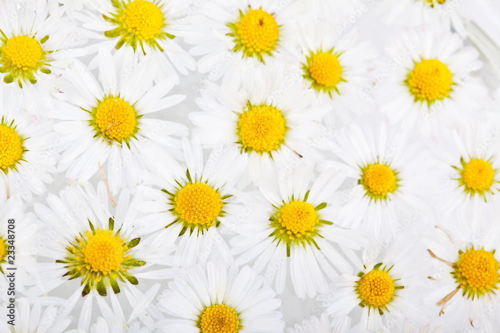 Fototapeta premium Gänseblümchen Bellis perennis