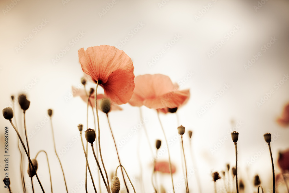Obraz premium Maki Papaver rhoeas