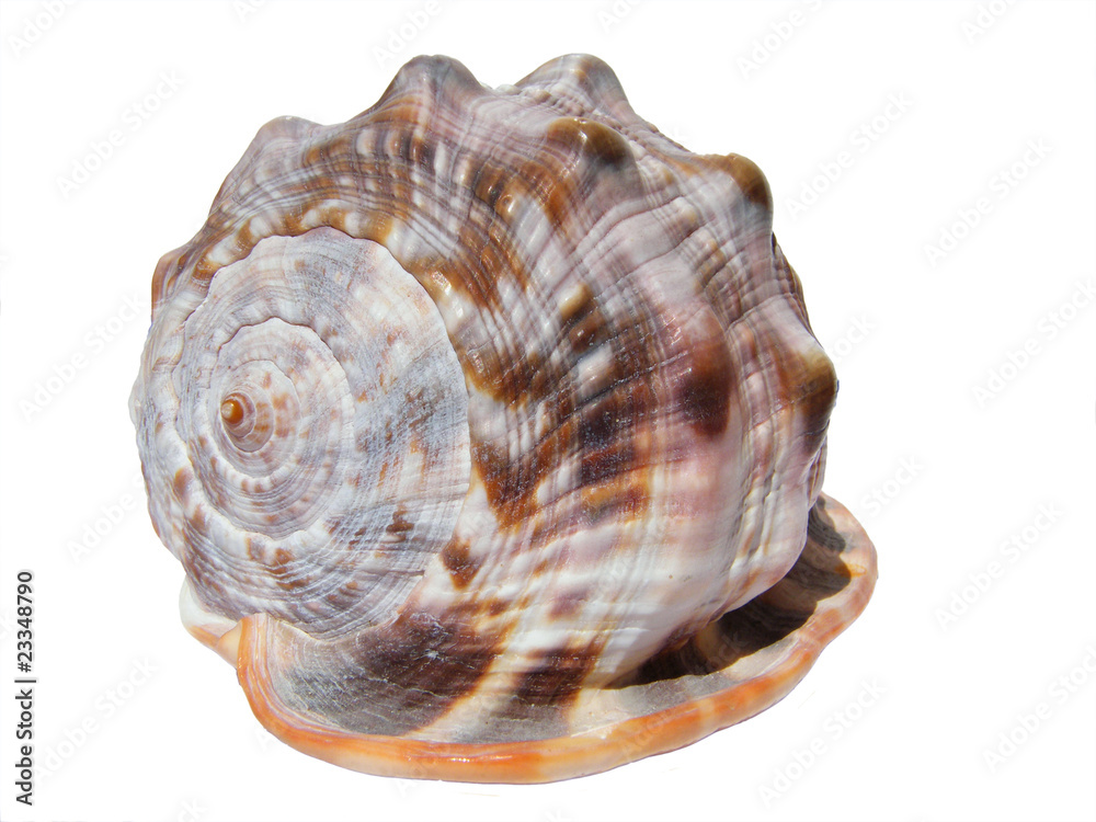 shell