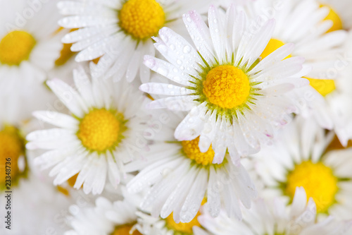 G  nsebl  mchen Bellis perennis mit Tautropfen