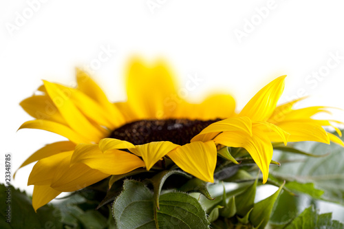 Fototapeta Naklejka Na Ścianę i Meble -  Sonnenblume Helianthus annuus