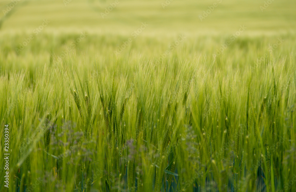 kornfeld kornfeld