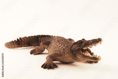 Crocodile © Kevin Puget