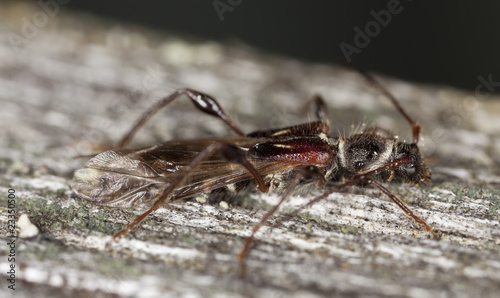 Spruce shortwing beetle (Molorchus minor) Macro photo.