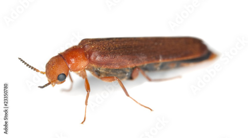 lymexylid beetle  Hylecoetus dermestoides 