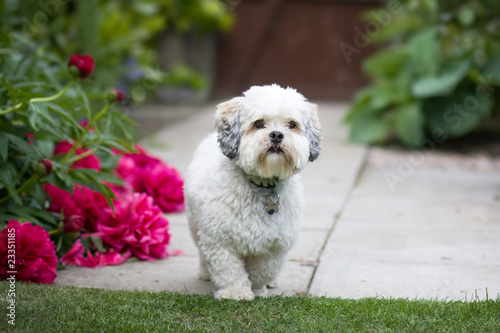Fotografie Lhasa apso