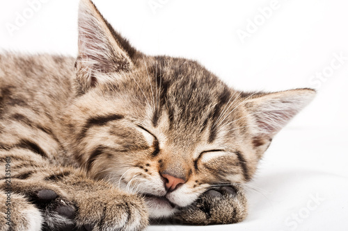 sleeping cat © Kavita