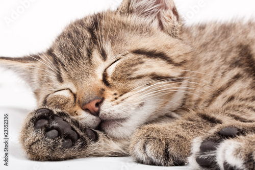 sleeping cat © Kavita