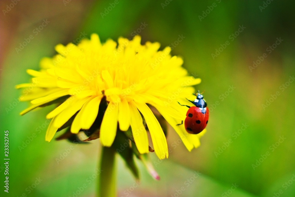 flowers flowers
