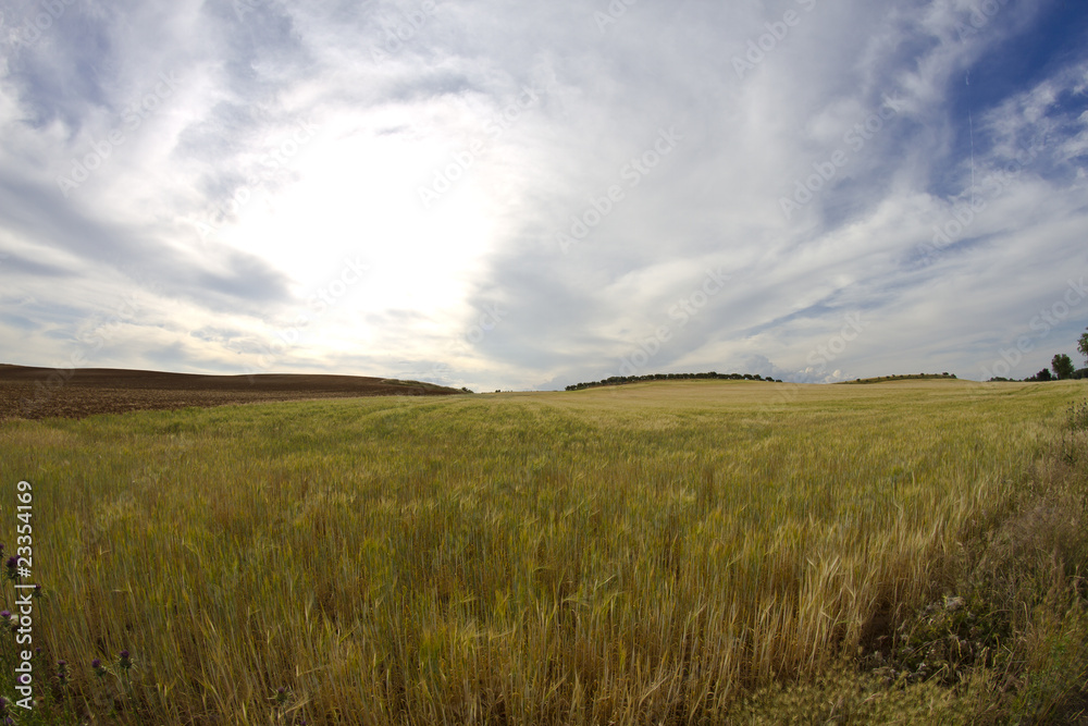 Wheat field, harvest. Golden field and blue sky.