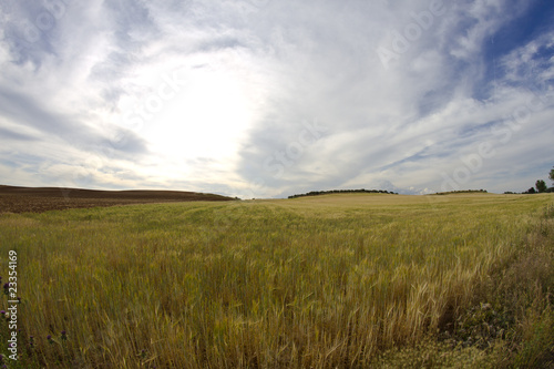 Wheat field  harvest. Golden field and blue sky.