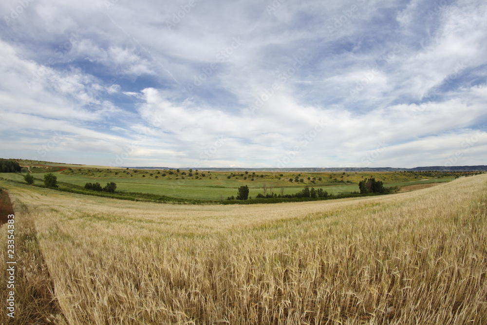 Wheat field, harvest. Golden field and blue sky.
