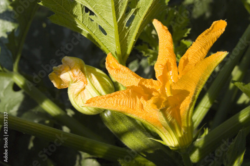 Zucchini photo