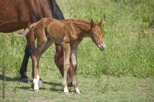 Cría de caballo