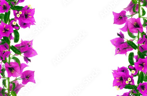 Bougainvillea Background