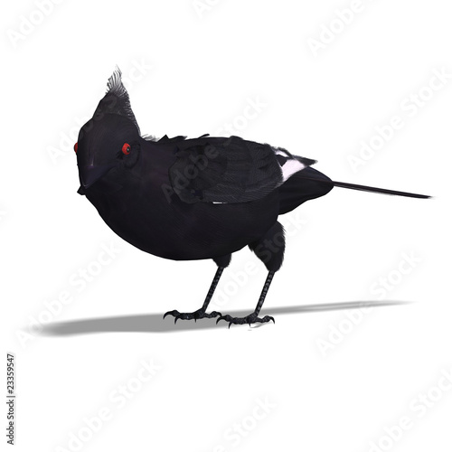 Bird Phainopepla. 3D rendering with clipping path and shadow ove photo