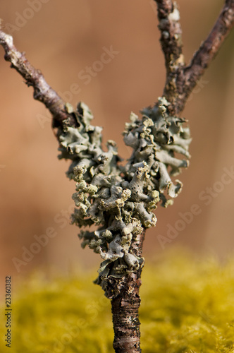 Lichen : Physcie délicate (Physcia tenella) © Alonbou