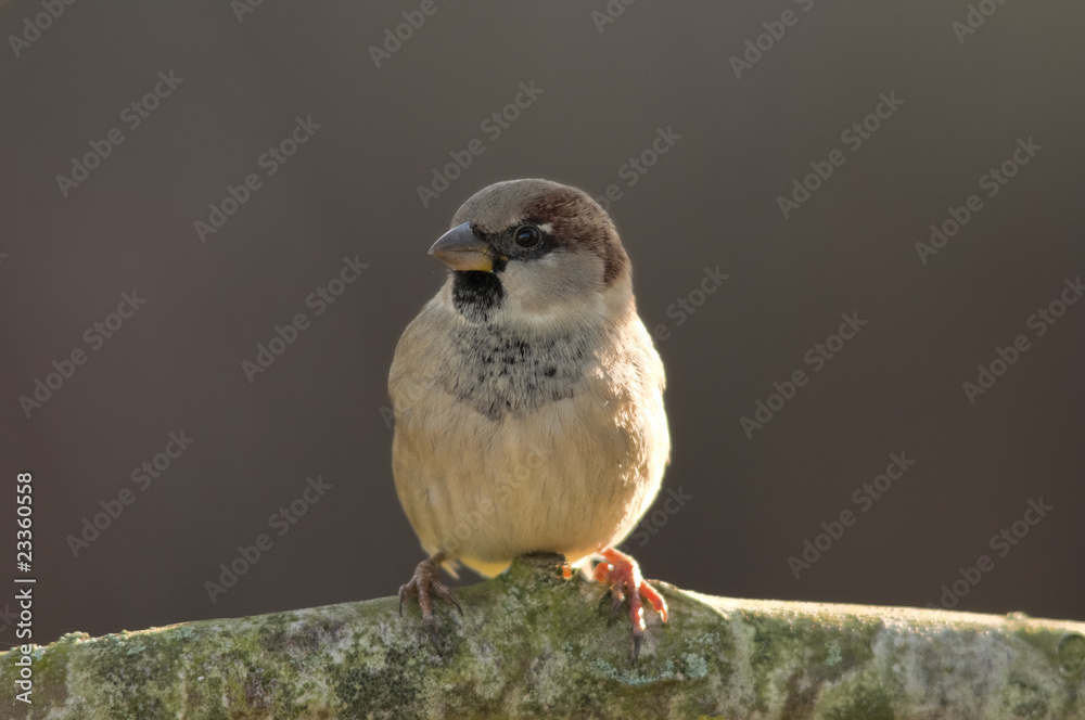 Fototapeta premium Moineau domestique - .Passer domesticus - House Sparrow