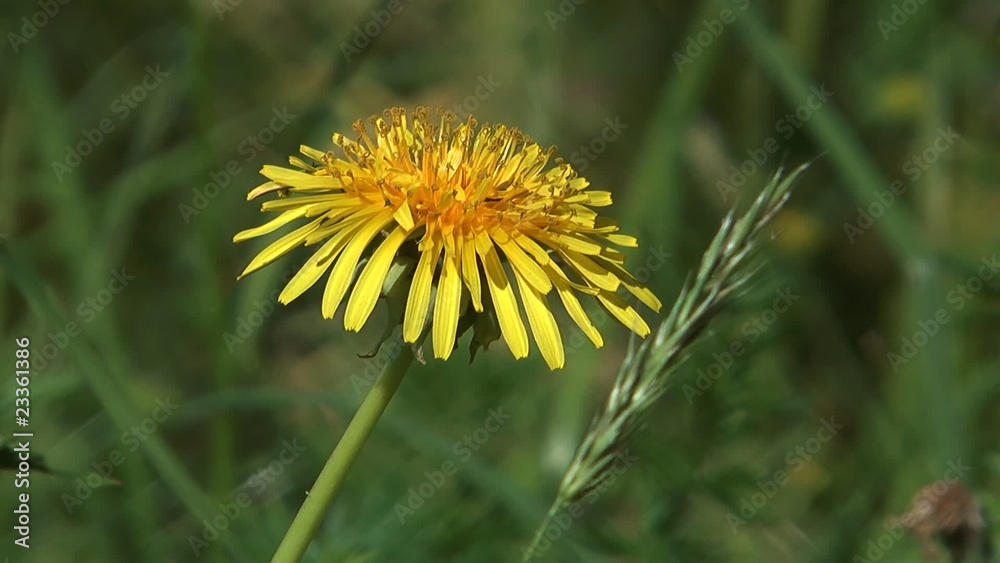 HD 1080 close up shot of yellow dandelion on green lawn. HD 1080 close up shot of yellow dandelion on green lawn.