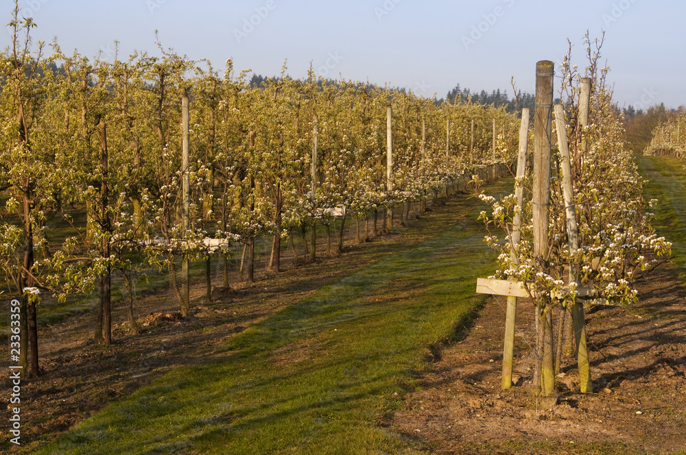 Obraz premium Poiriers en fleurs dans les vergers