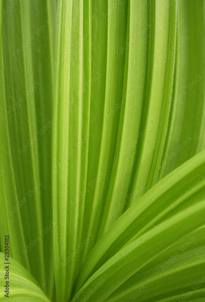 Green pleated sheet Green pleated sheet