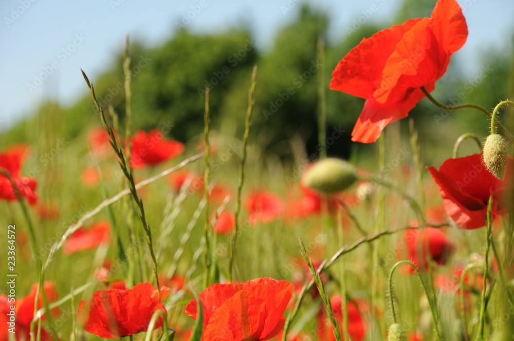 Fototapeta premium Frühlings mohn weite