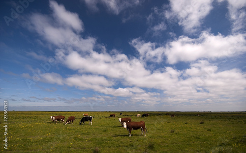 Danish marsh and cows