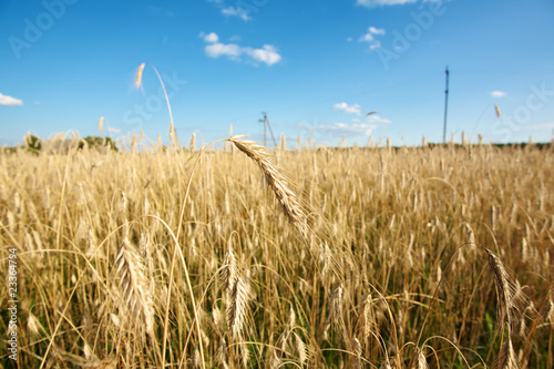 Gold wheat