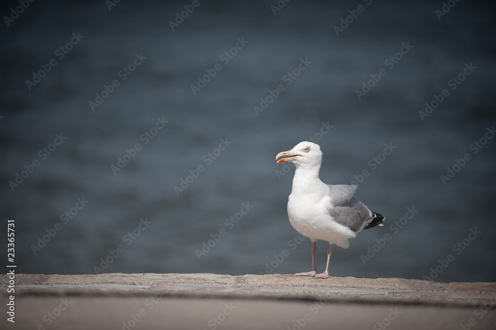 Fototapeta premium Möwe