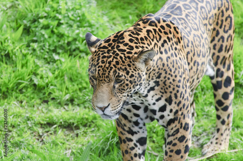 Jaguar