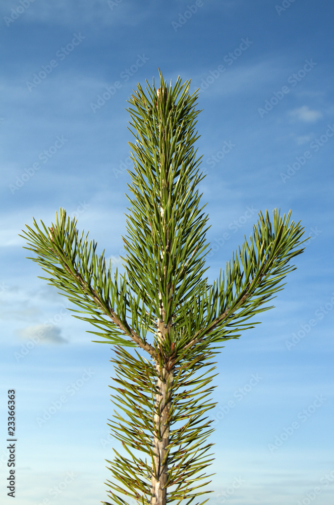 Branch of the pine Branch of the pine