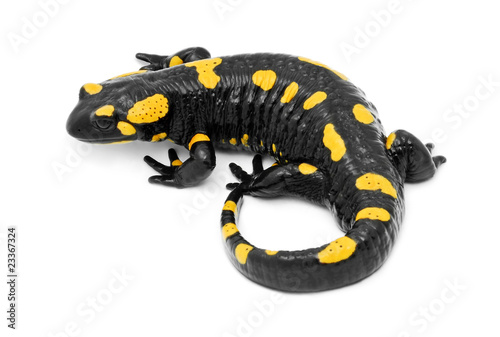 salamander photo