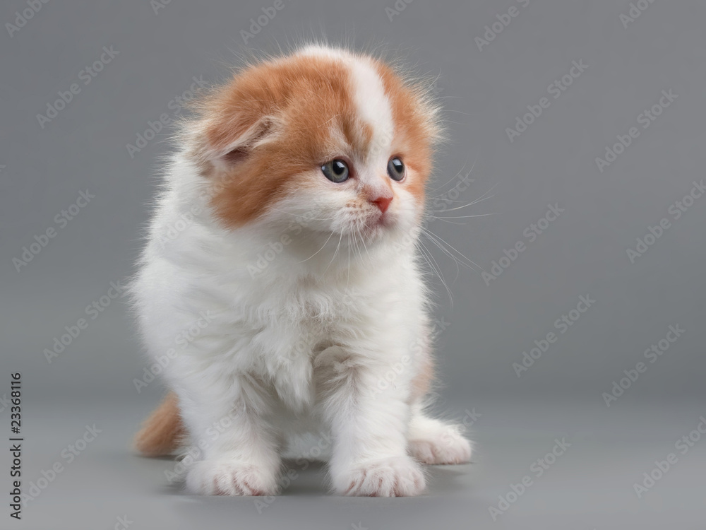Kitten scottish fold breed Kitten scottish fold breed