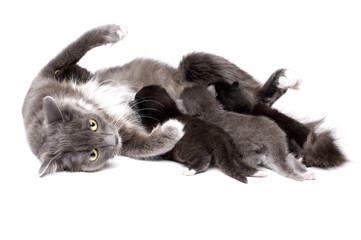 cats
