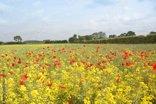summer landscape with red poppies