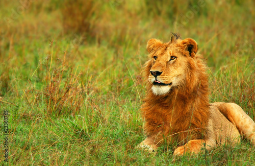 Young wild african lion