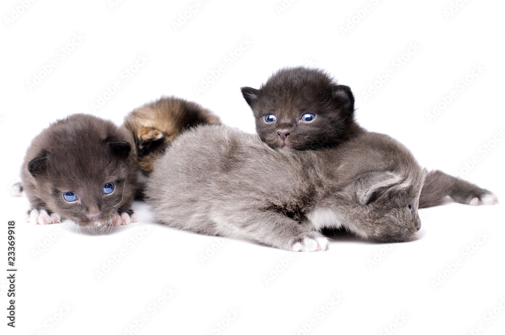 fluffy little kittens