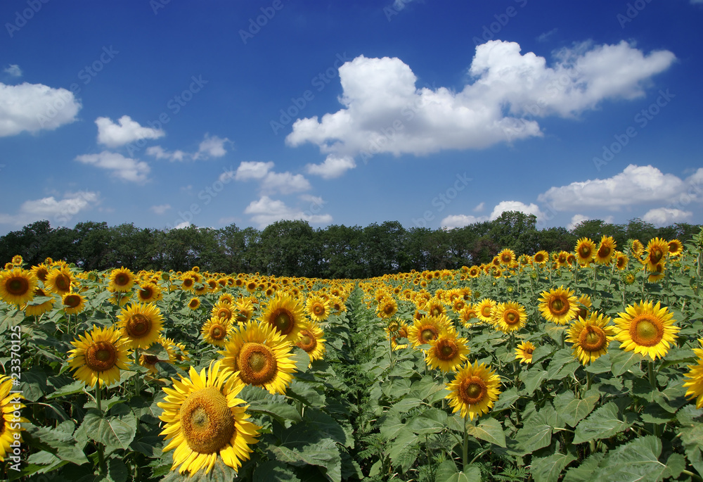 Fototapeta premium Sunflower field over cloudy blue sky
