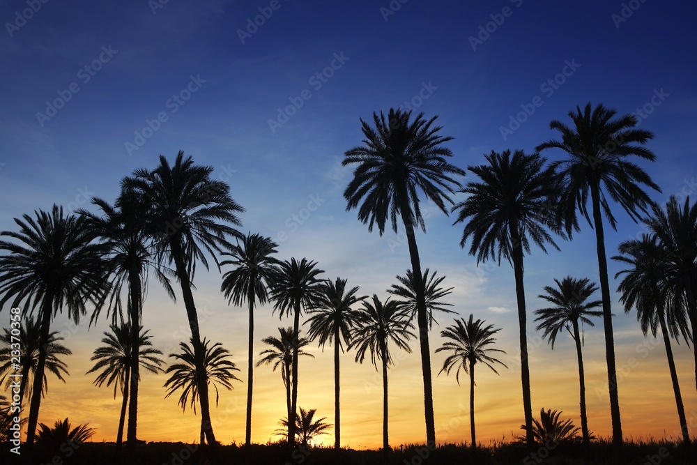 Naklejka premium palm trees sunset golden blue sky backlight