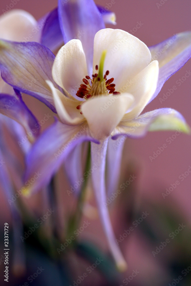 Fototapeta premium Blue Columbine, in the Buttercup Family